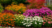 Какие цветы сеять осенью? Список из 12 проверенных культур 