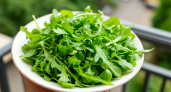 Выращивание рукколы на балконе: руководство для круглогодичного урожая зелени 