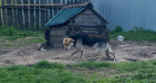 Администрацию Лунинского района обязали выплатить компенсацию ребенку, пострадавшему от укуса собаки