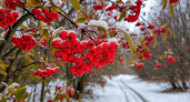 Рябина предсказывает морозную зиму? Разбираемся, где правда, а где миф 