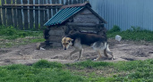 По факту нападения бездомных собак на школьницу в Кузнецке возбуждено уголовное дело