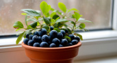 Как вырастить лесную чернику дома из семян замороженных ягод. Подробная инструкция и секреты ухода 