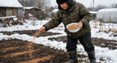 3 крупы из магазина заменяют мне тонну навоза: раскидываю зимой прямо по снегу - весной на дорогущие удобрения даже не смотрю