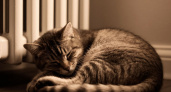 Кошка спит у батареи: причины, риски и что делать хозяину
