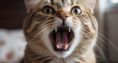 Кошка стала мяукать чаще: с чем это связано и стоит ли бить тревогу