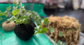 Подсказали как сделать грунт для рассады: 1 "присадка" к торфу делает ростки богатырскими - от корешков стаканчики трещат