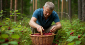 «Ведро для дяди»: сборщик ягод рассказал правду о рекордных заработках в Карелии - такое выдерживают не все