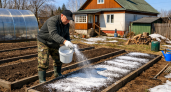 За порошок на грядках меня критиковали все соседи: пока не увидели мой урожай - еще и в рекордный срок