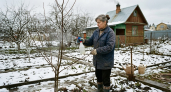 Жду потепления до 5 °C — и отправляю смородину в «душ Шарко»: грибок, тля и клещ обходят куст за 100 верст 