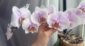 Как спасти гниющую орхидею — делаю это сразу как замечаю первые признаки и цветок оживает