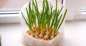 Выращиваю лук на салат на туалетной бумаге в надутом пакете — каждую неделю снимаю хрустящий урожай