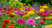 Посейте в мае — и с июня ваш сад превратиться в райские гущи: 10 лучших многолетников для яркого сада