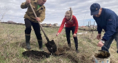 Пензенцев приглашают присоединиться к акции по посадке деревьев