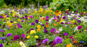 Посейте прямо в грунт в апреле: в июне сад превратиться в благоухающую поляну - небанальный список цветущих многолетников и однолетников 