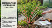 Делюсь схемой обрезки смородины: выбираю эти  4-6 веток - свежие листья для заварки и ведра ягод на варенье