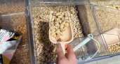 В Фисташках из чижика пустых нет: найдены идеально чистые и вкусные орешки - упаковка выглядит просто