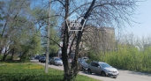 Пензенцы просят убрать опасные сухие деревья на ул. Рахманинова