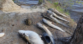 Пензенцы связывают массовую гибель рыбы на Сурском водохранилище и Узе с выбросом химикатов