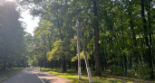Пензенские грибники нашли первый рыжик 