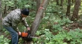 В дендрарии под Белинском вырубили 10 кубометров сухостоя