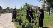 На набережной Суры высадили сотни гортензий