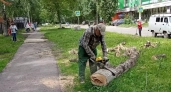 В Детском парке ликвидировали зараженные деревья