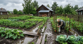 После затяжных ливней - на даче в первую очередь: как привести участок в порядок за 2 дня
