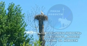 Трогательное семейство аистов в гнезде засняли жители Каменского района