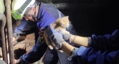 В Пензе спасали котенка из смертельной оконной ловушки