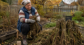 Сухую ботву томатов не выбрасываю: связываю в тугие пучки и раскладываю в погребе — копеечный способ решает вечную осеннюю проблему