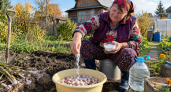 Перед посадкой чеснока на зиму засыпаю зубчики солью: 30 минут — весной грядка стоит крепкой зелёной щёткой