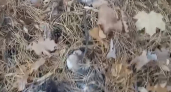 Пензенские грибники хвастаются аномальным урожаем