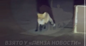 Дикая лиса устроила ночной забег у Пассажа в самом центре Пензы