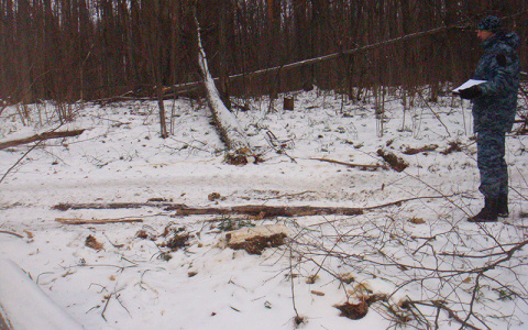 За устроенный в лесу беспредел пензенец заплатит полмиллиона рублей
