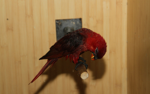 Пензенец заплатил 116 тысяч рублей за вымышленного попугая из Франции