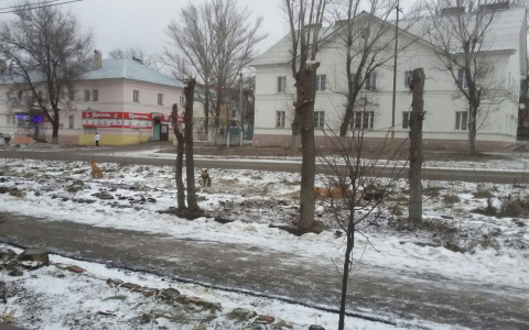 В Сердобске шайка псов нападает на детей