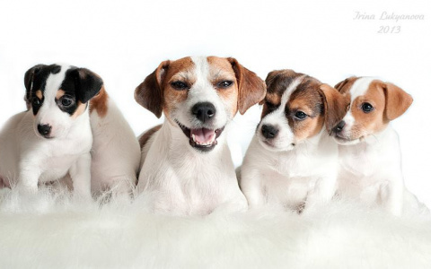 Рейтинг пород собак