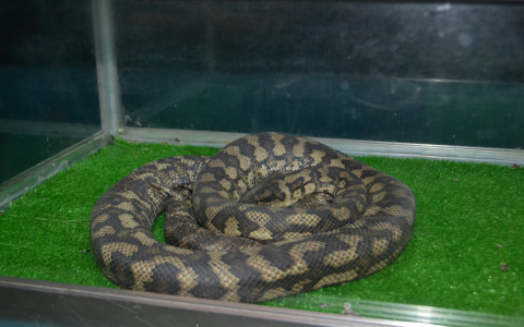 Гад ползучий: пензенец взял в долг, чтобы купить питона и не отдал