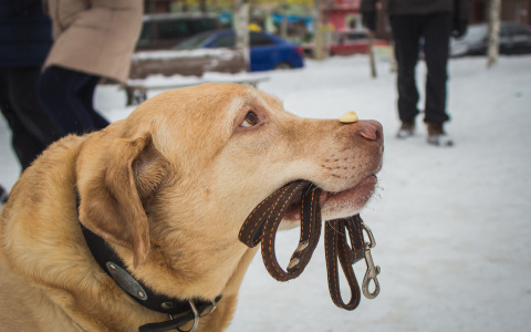 Моральный вред укушенной собакой девочке суд Пензы оценил в 20 тысяч рублей