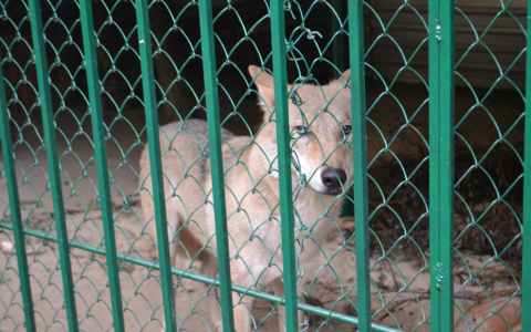 В Лунинском районе начался отстрел волков