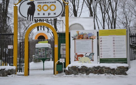 В Пензенском  зоопарке будут размножаться зебры
