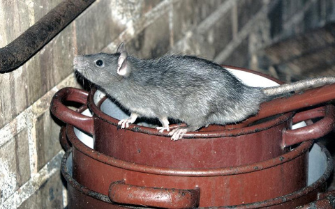 Новости мира: во Франции начали казнить крыс с помощью мини-гильотин