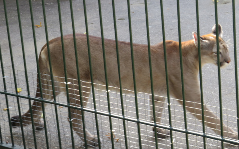 Пензенский зоопарк 14 февраля предоставляет влюбленным праздничную скидку