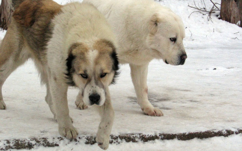 Пензенец остался без пальца из-за укуса бойцовской собаки