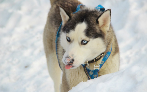 Пензячка хотела купить хаски, а попала на деньги