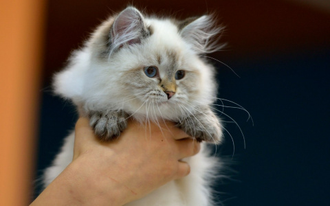 Пензенец по дереву забрался на высоту 4 этажа, чтобы спасти кошку