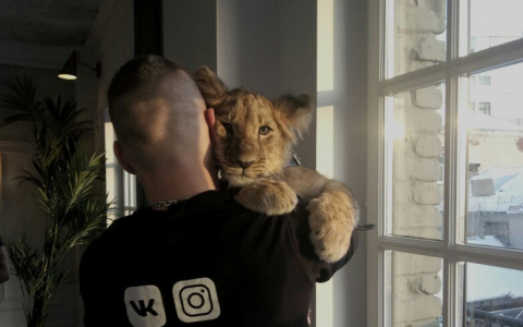 Из-за ошибки в одну цифру львицу из Пензы задержали в аэропорту Хабаровска