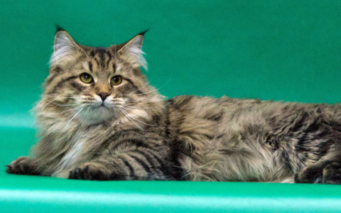 Весна - время перемен! Время купить котика!