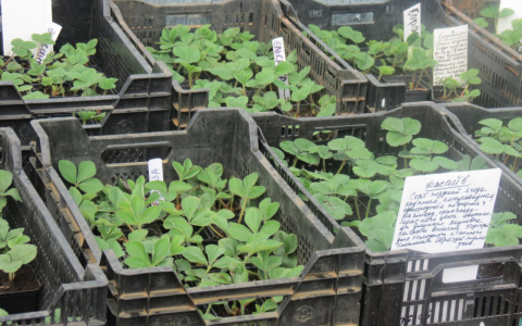 Грядки с перьями , удобрение из рыбы - секреты урожая от главного садовода Пензенской области