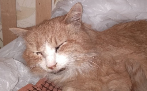 Пензенцы спасли умирающего в машине больного кота
